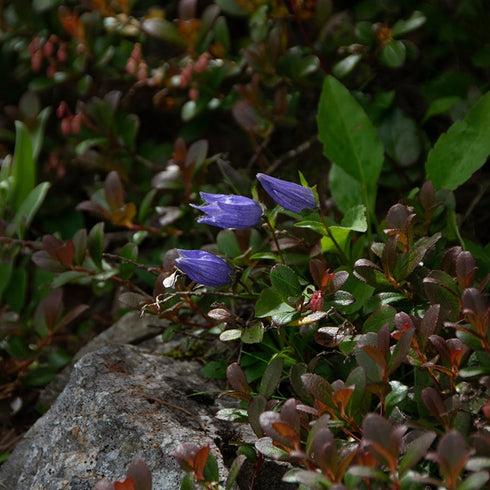 CHAORAS Sports Tenugui / Aleutian bellflower